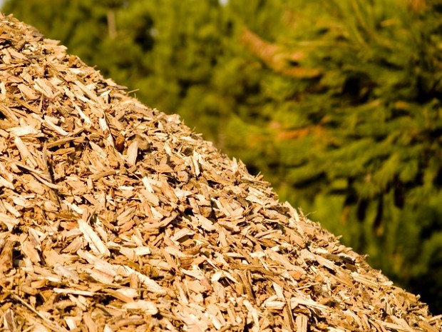Rinnovabili • biomassa