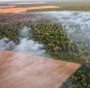 La deforestazione ha un’eredità nascosta e devastante