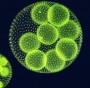 biocarburanti dalle alghe