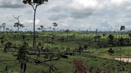 Rinnovabili • deforestazione brasile