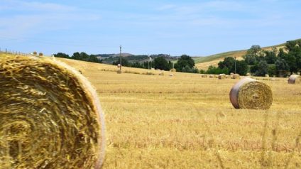 Rinnovabili • agricoltura e allevamento europa