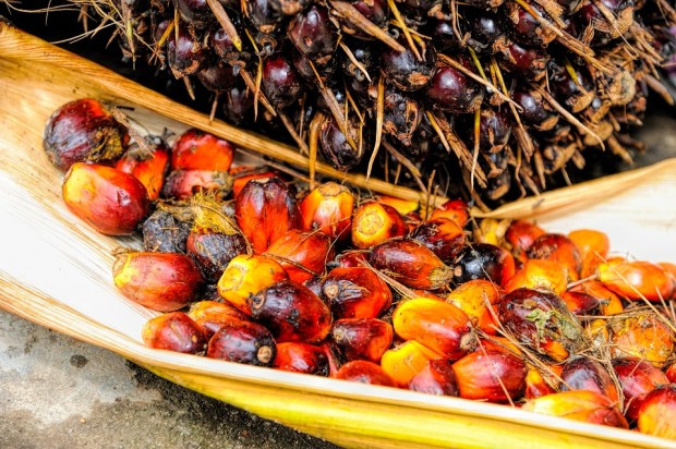 Rinnovabili • olio di palma malesia