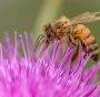 insetticidi dannosi api
