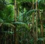 foreste pluviali tropicali