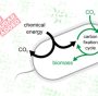batteri mangia CO2
