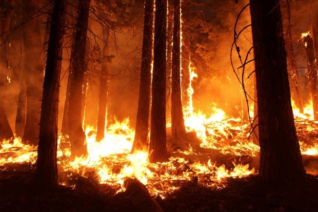 Rinnovabili • incendi boschivi
