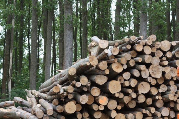 Rinnovabili • biomasse legnose