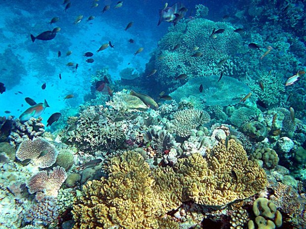 Rinnovabili • barriere coralline