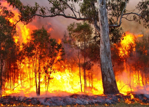 Rinnovabili • incendi in australia