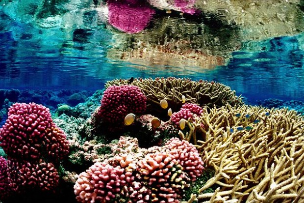 Rinnovabili • coralli