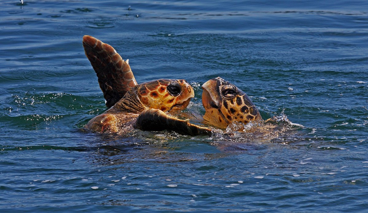 Rinnovabili • tartarughe marine