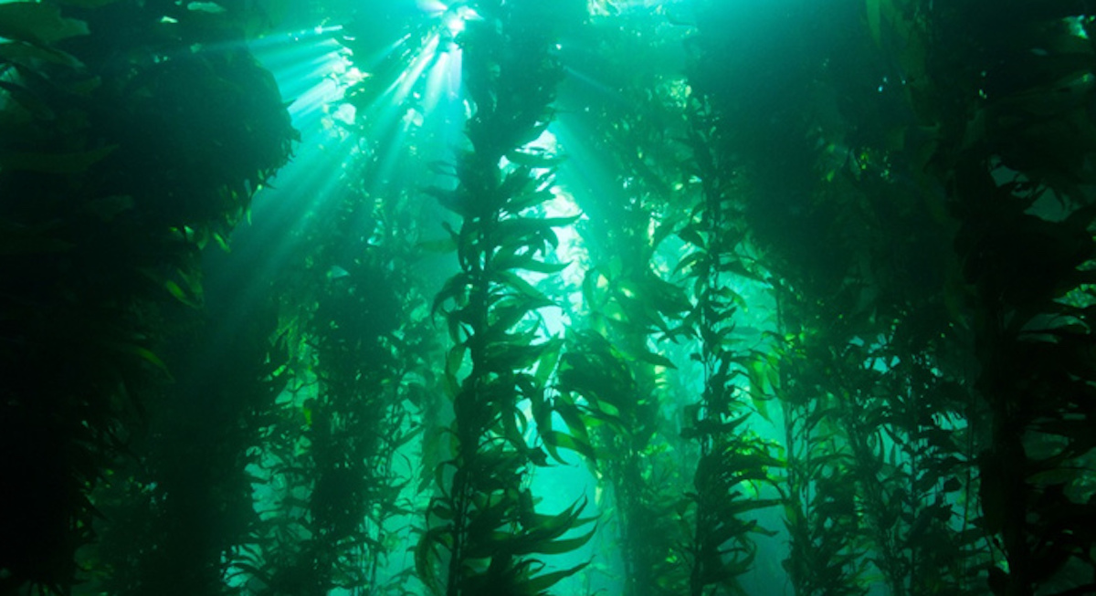 Rinnovabili • Foreste di alghe