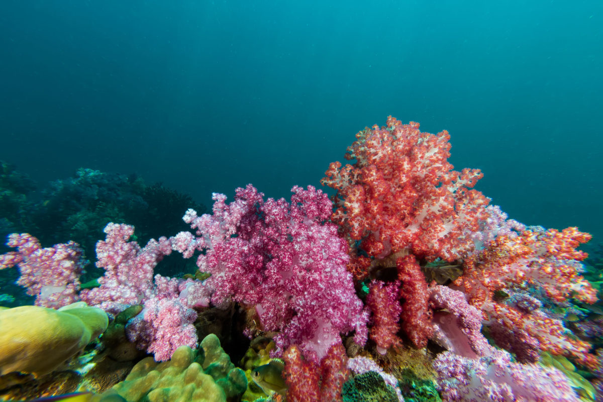 Rinnovabili • Barriere coralline