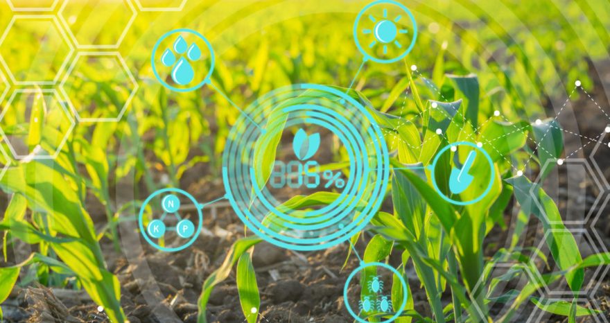 Rinnovabili • Agricoltura digitale