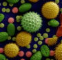 biomateriale polline
