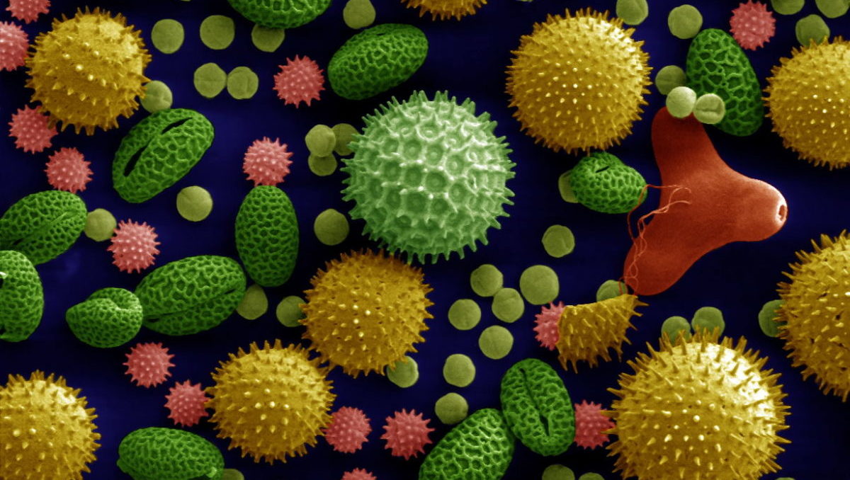 Rinnovabili • biomateriale polline