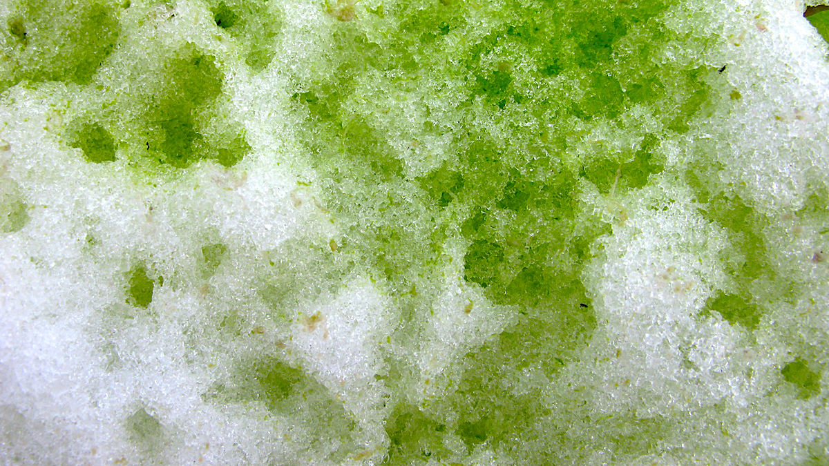 Rinnovabili • alghe verdi