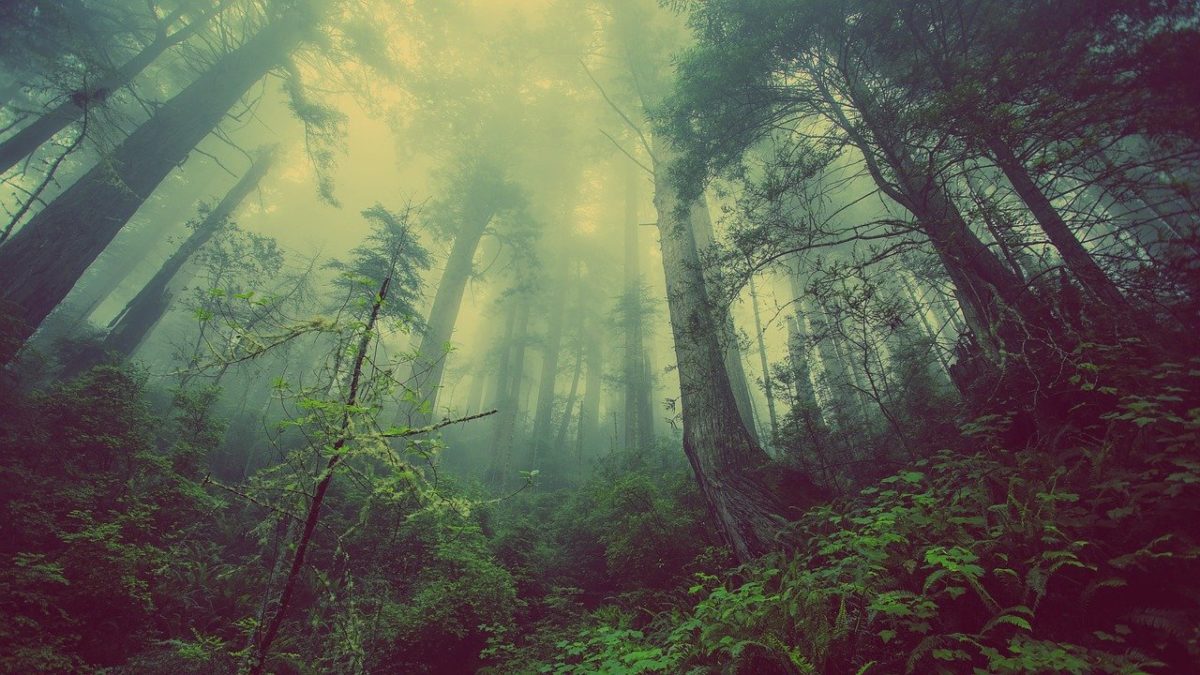 Rinnovabili • Foreste