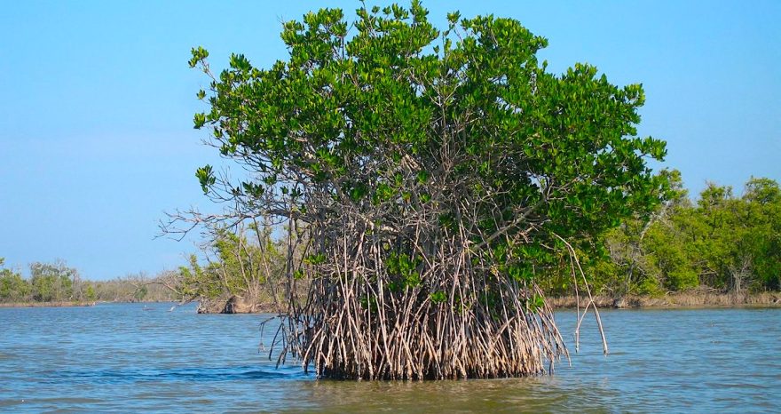 Rinnovabili • foreste di mangrovie