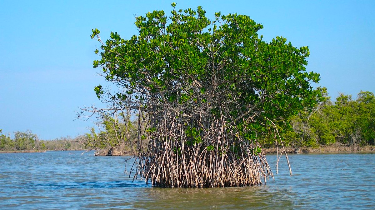 Rinnovabili • foreste di mangrovie