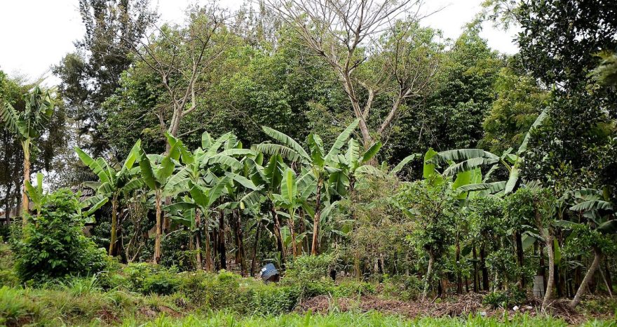 Rinnovabili • sistemi agroforestali