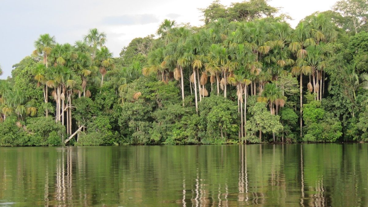 Rinnovabili • Amazzonia peruviana