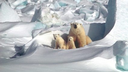 Rinnovabili • Orsi polari