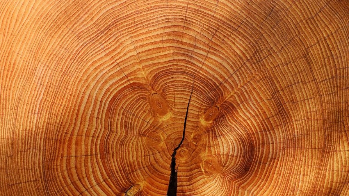 Rinnovabili • Raccolta di legname