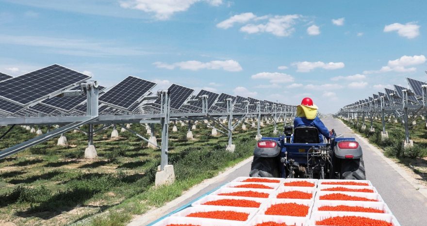 Rinnovabili • agro fotovoltaico