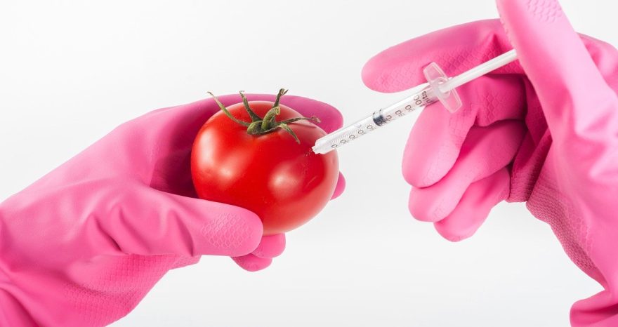 Rinnovabili • nuovi OGM