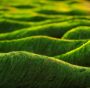 Alghe per biocarburanti