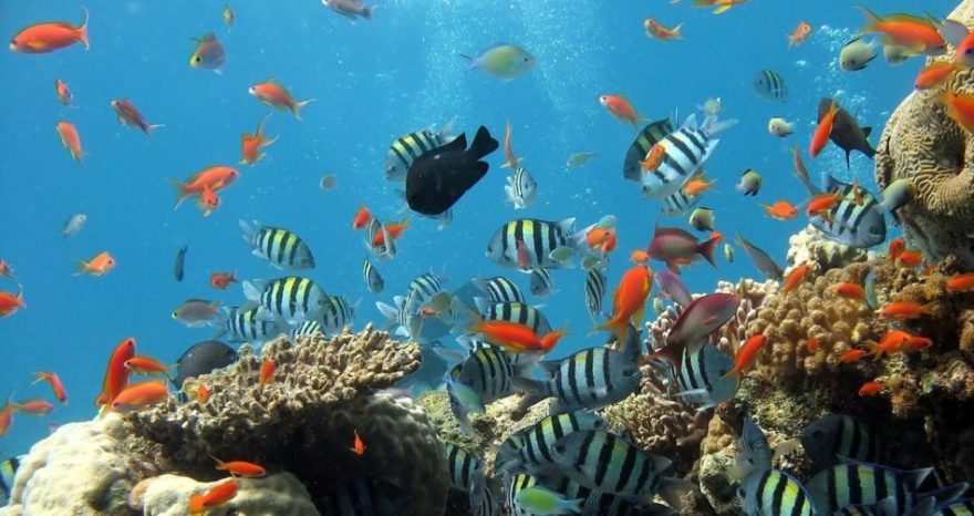 Rinnovabili • Grande barriera corallina: dal 1995 è morta metà dei coralli