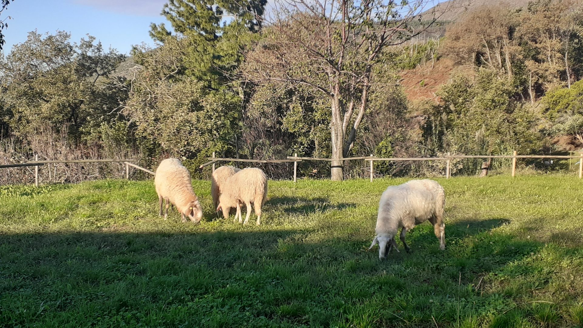 Rinnovabili • agricoltura sociale