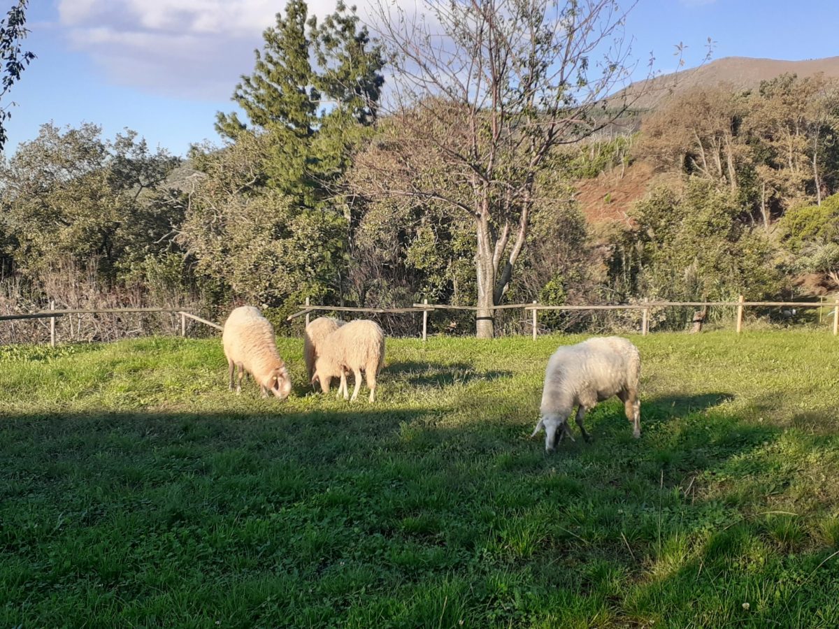 agricoltura sociale