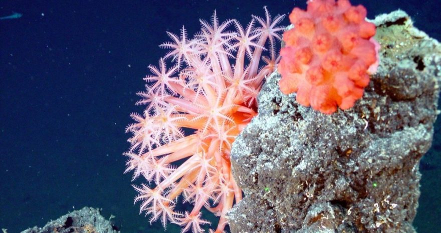 Rinnovabili • sbiancamento dei coralli