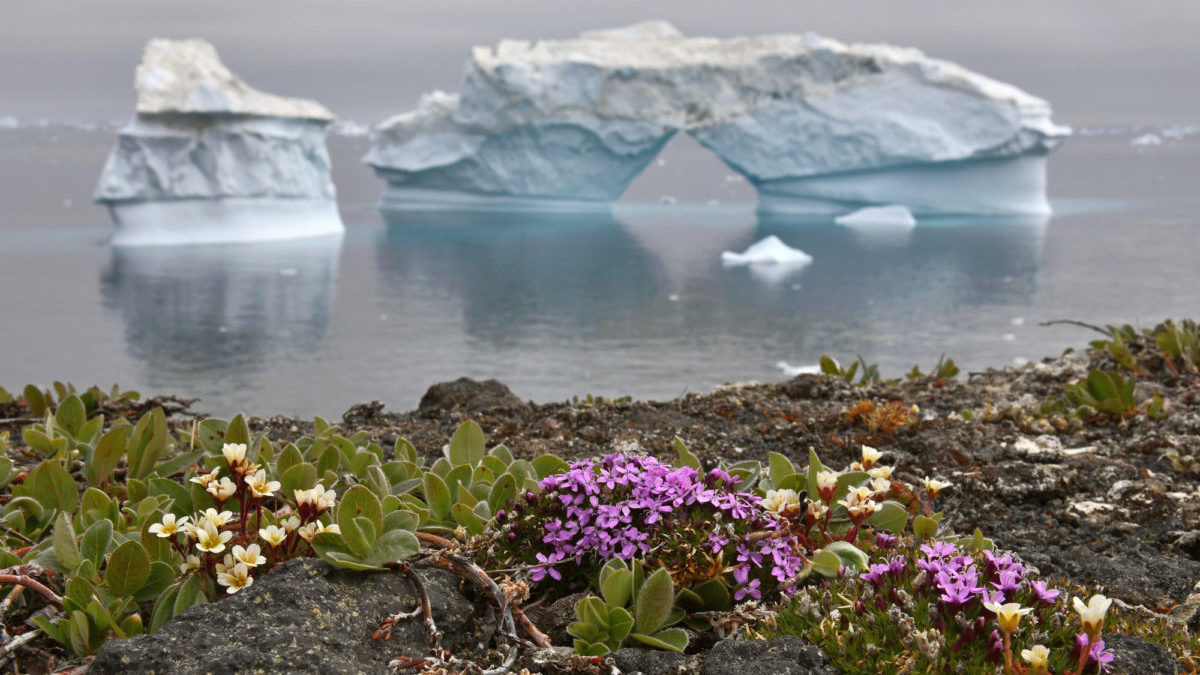 Rinnovabili • Riscaldamento globale: la ‘diga dell’Artico’ è instabile