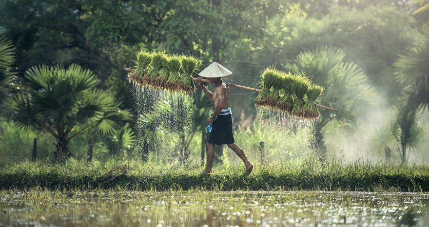 Rinnovabili • World Economic Forum, l'innovazione per i sistemi agroalimentari