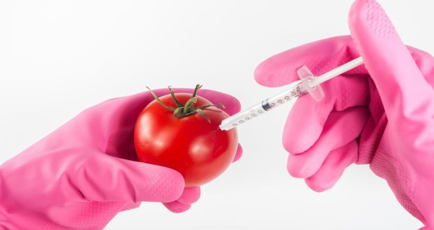 Rinnovabili • Nuovi OGM: la Gran Bretagna lancia la consultazione pubblica