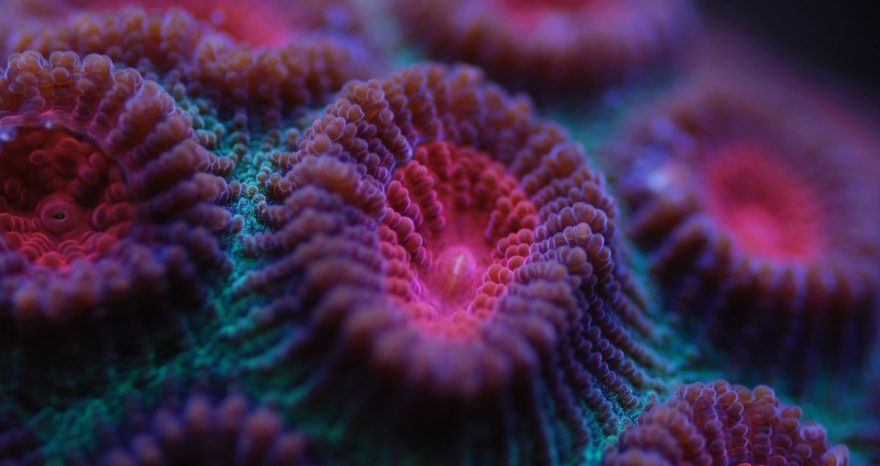 Rinnovabili • Sbiancamento dei coralli: una nuova scoperta aiuta la prevenzione