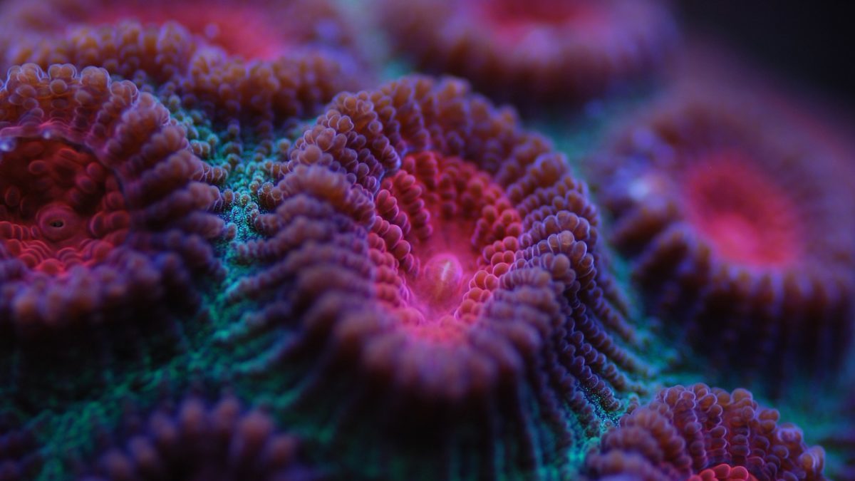 Sbiancamento dei coralli: una nuova scoperta aiuta la prevenzione