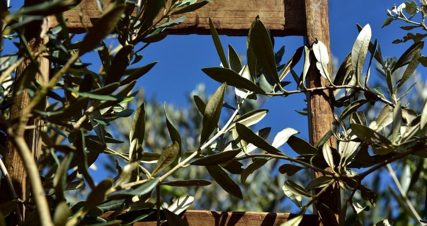 Rinnovabili • Xylella fastidiosa