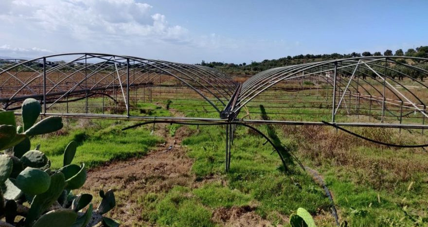 Rinnovabili • Coltiviamo agricoltura sociale