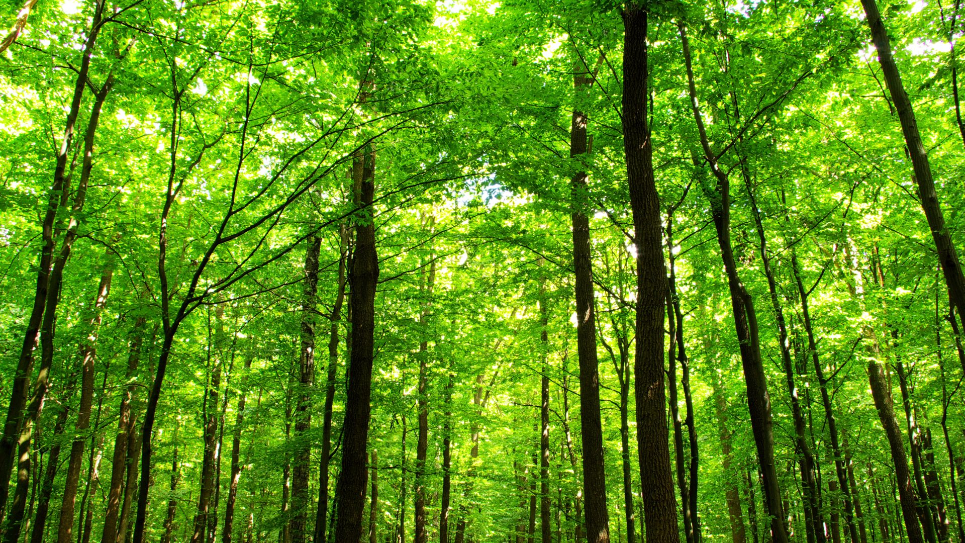 Rinnovabili • biomasse legnose pnrr