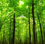 biomasse legnose pnrr