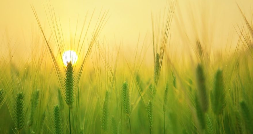 Rinnovabili • Agricalypse: in 50 anni triplicati i danni all’agricoltura da siccità e calore