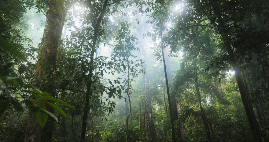 Rinnovabili • Foreste pluviali: devastato il 64% a livello globale