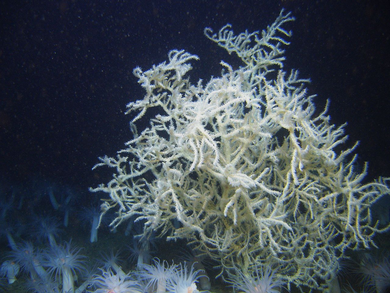 Rinnovabili • coralli