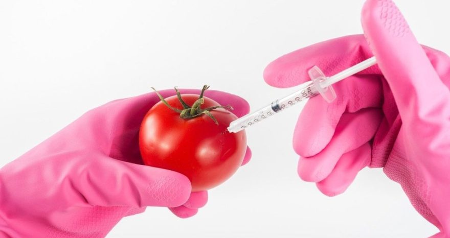 Rinnovabili • Nuovi OGM: l’UE vuole dare l’ok alle New Breeding Techniques