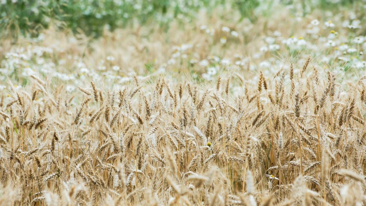 Rinnovabili • Riforma della Pac: la voce dei piccoli agricoltori