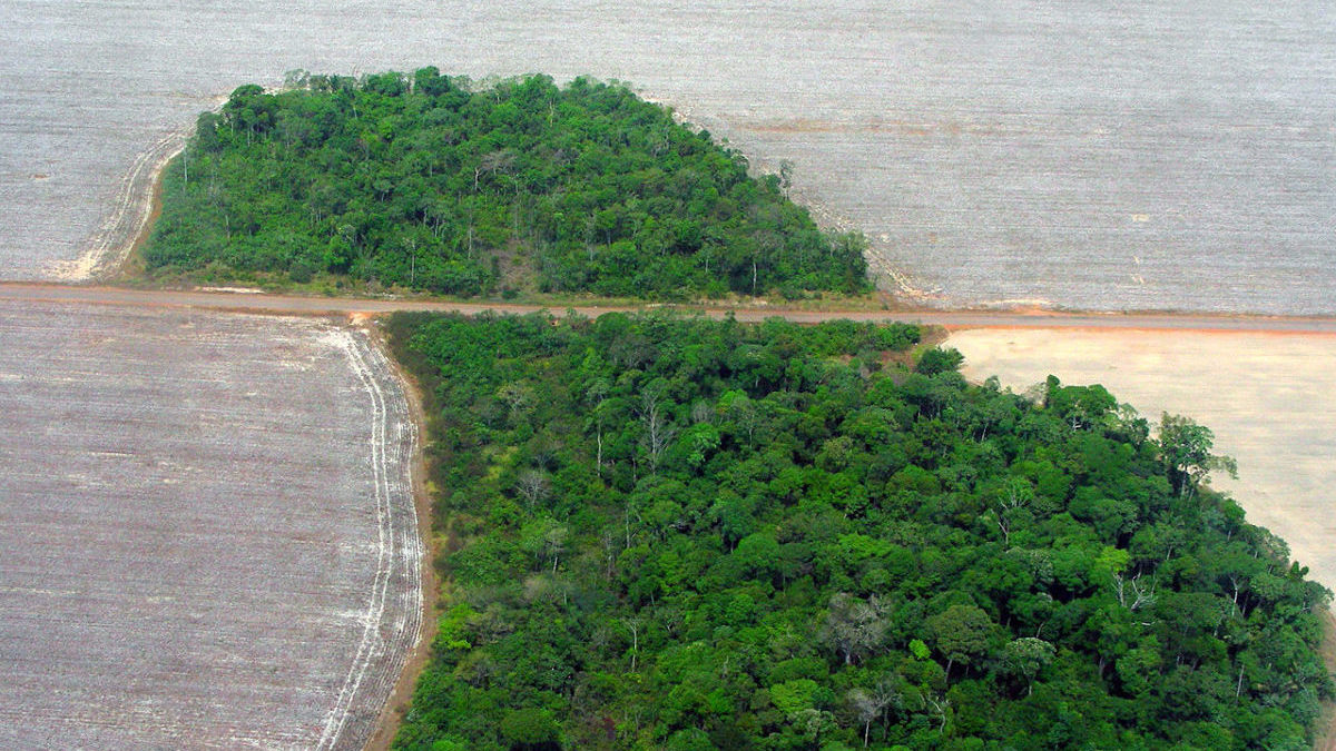 regolamento anti deforestazione